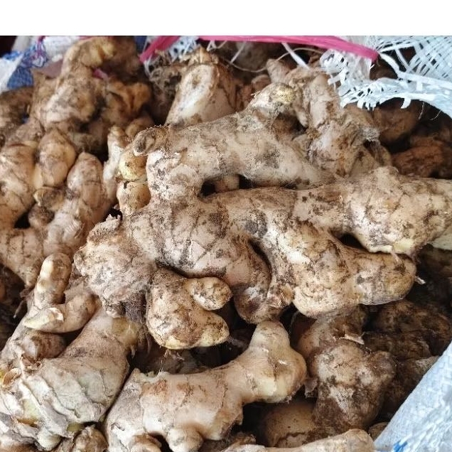 

HARGA GROSIR JAHE PUTIH 1 KG