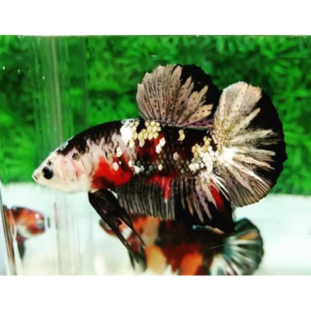 Vitamin ikan hias super