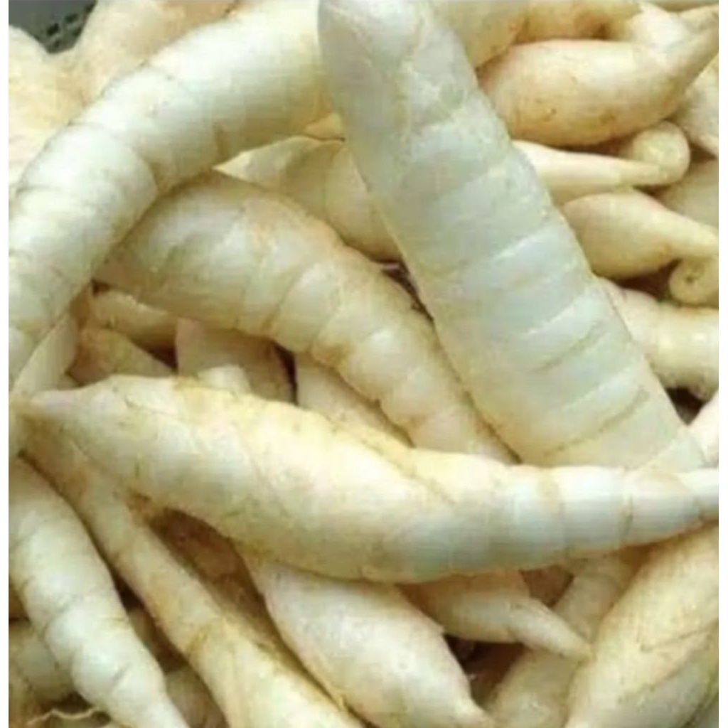 

umbi garut 500 grm fress