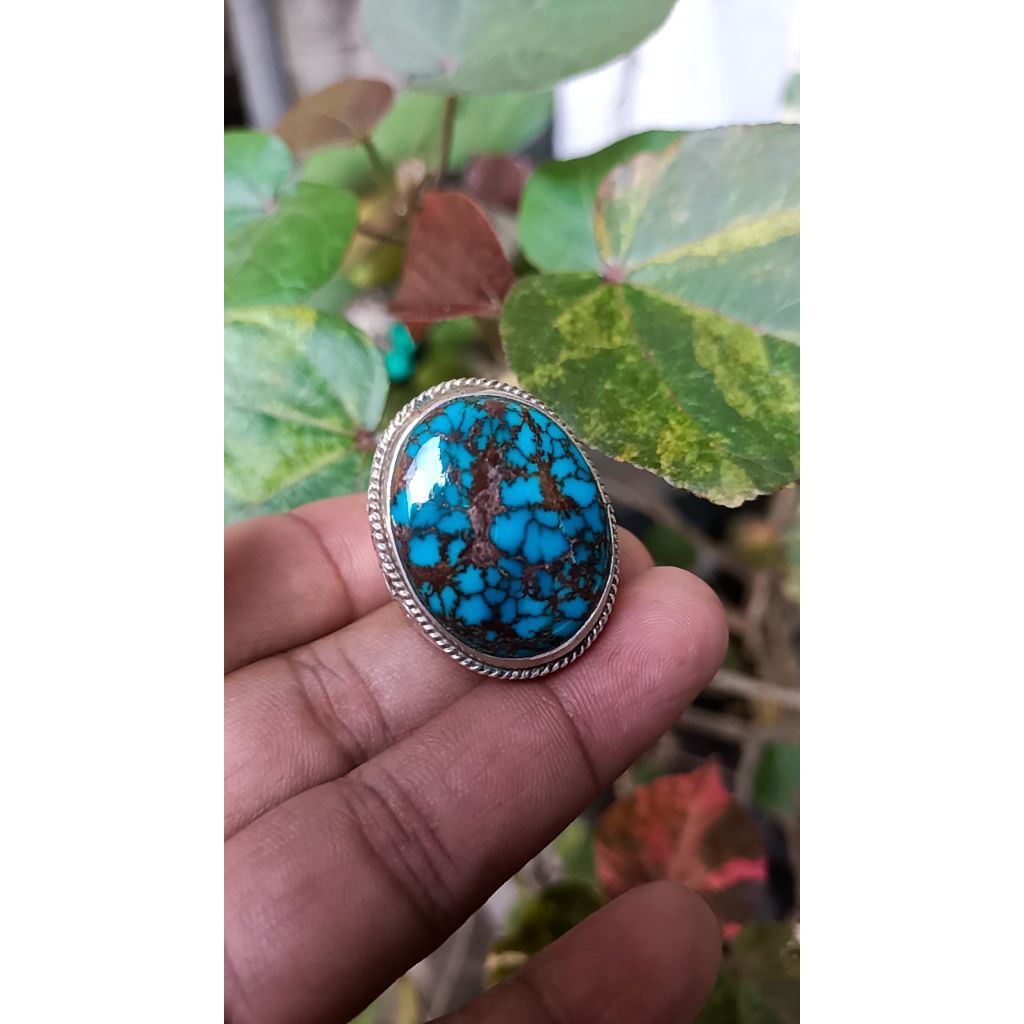 Pirus mesir biru fancy 1