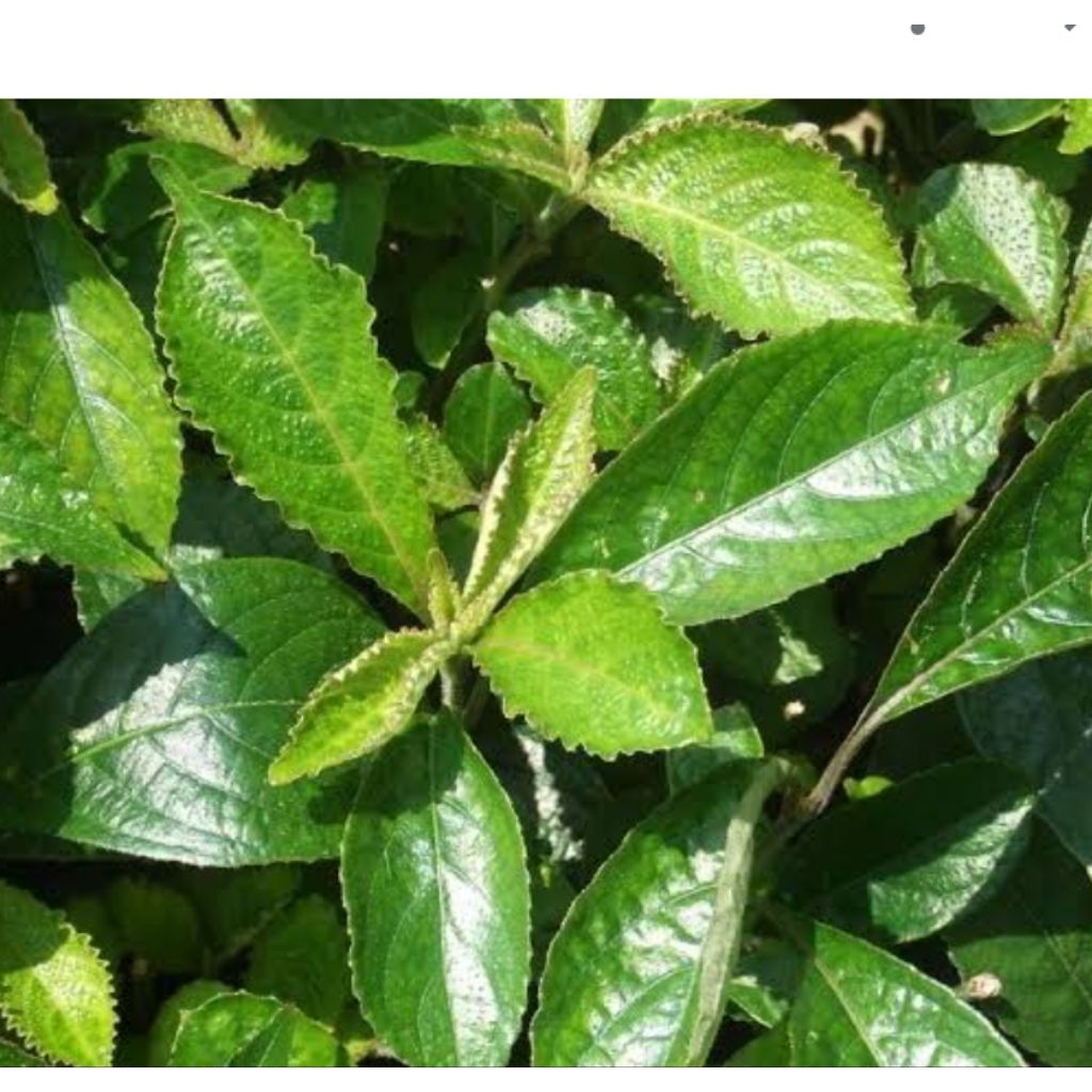 

100 lembar daun keji beling