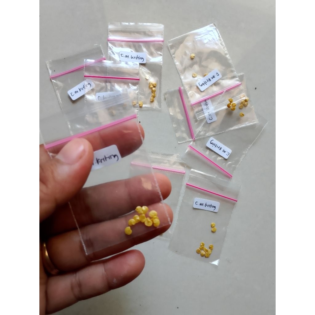10Biji Benih Bibit Cabe Merah Kriting Laba F1 Super Cap Panah Merah