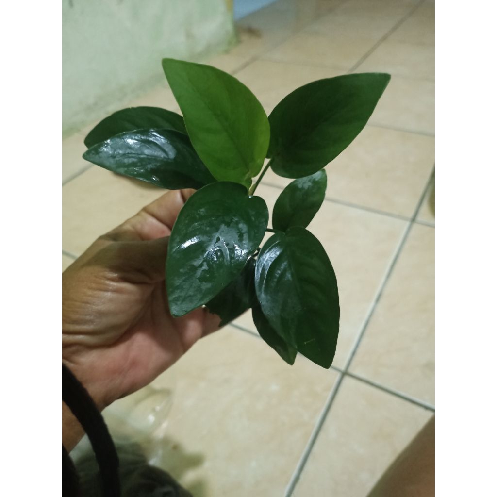 anubias tanaman aquascape