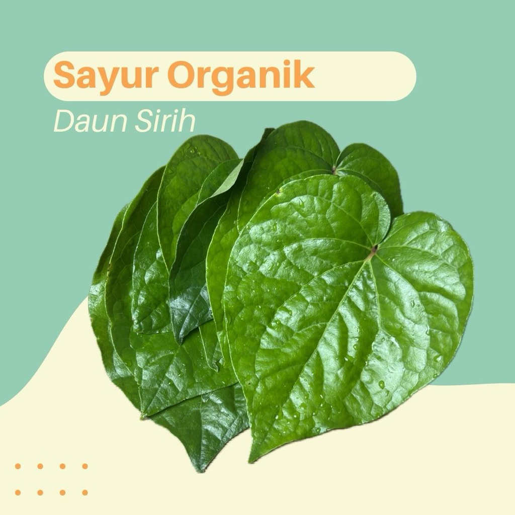 

Daun Sirih Segar per 1 Lembar Langsung Dipetik Dari Kebun
