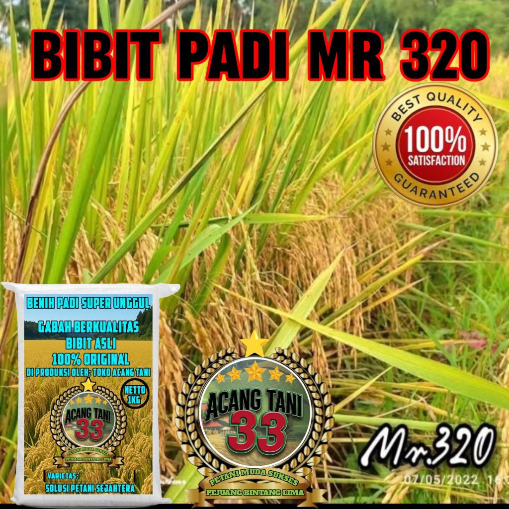 BENIH BIBIT PADI MR 320 KEMASAN 1KG