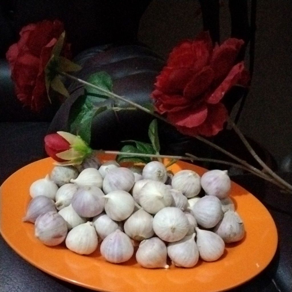 

Bawang Lanang/bawang tunggal ukuran sedang 1kg obat herbal