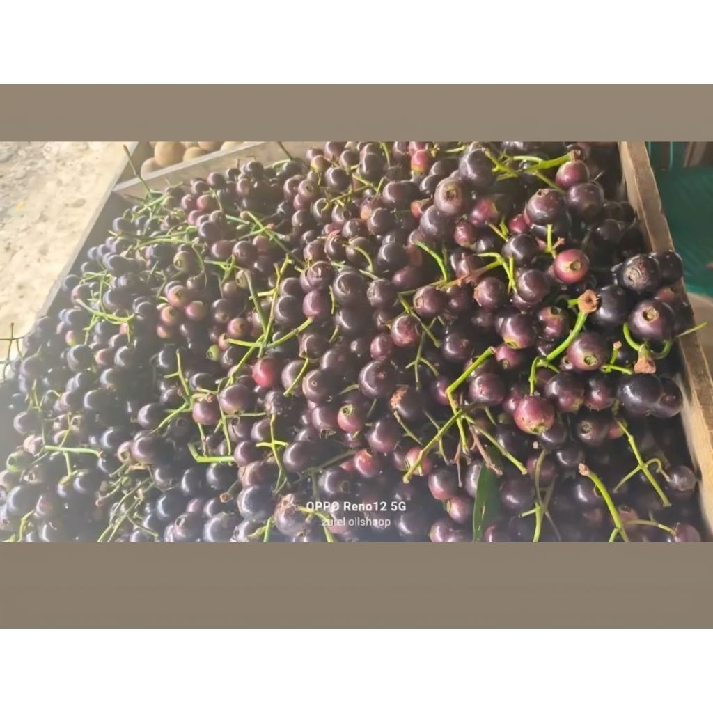 

Buah Gowok