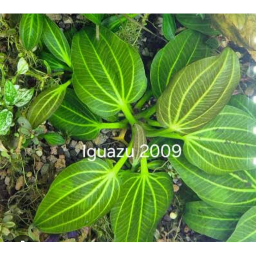 Ecinodorus iguazu 09 tanaman air Aquascape