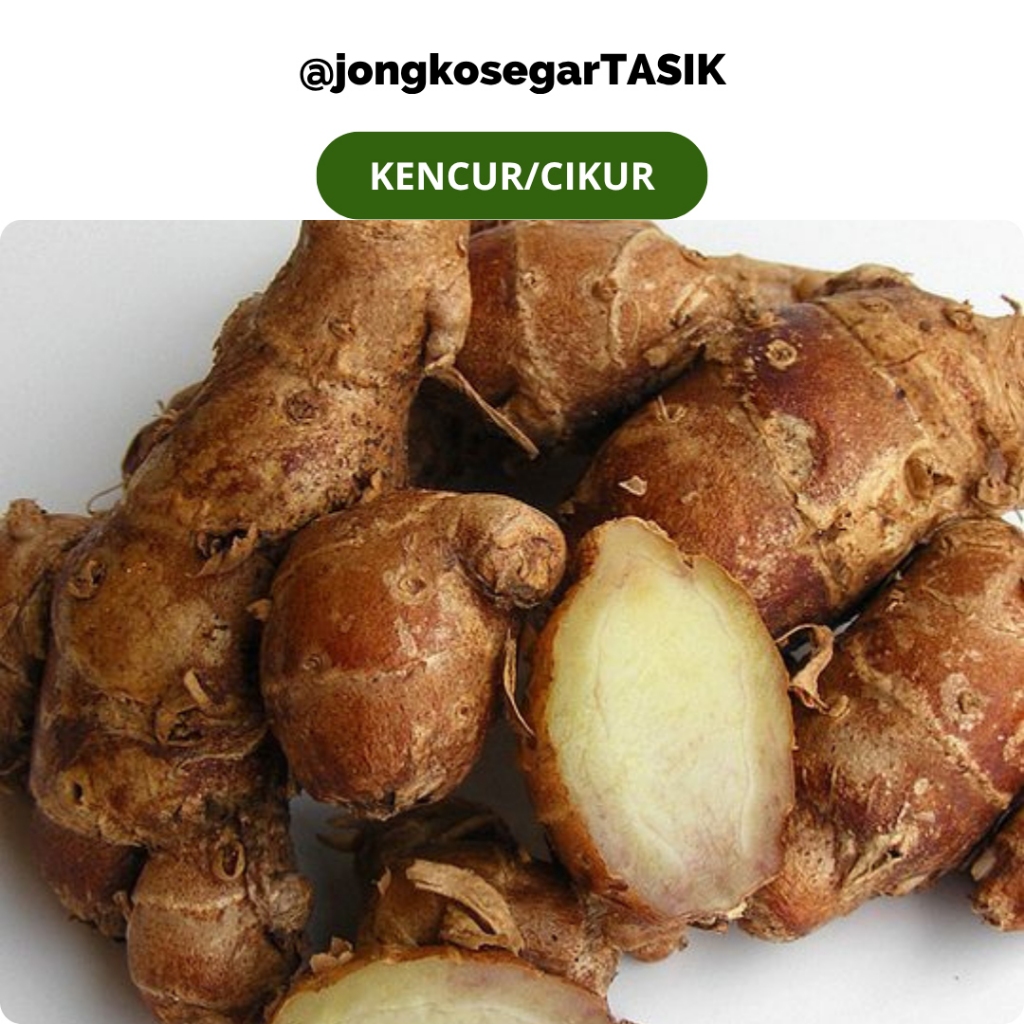 

jongkosegarTASIK - Kencur Fresh Segar Rempah Bumbu Makanan per 100 gram