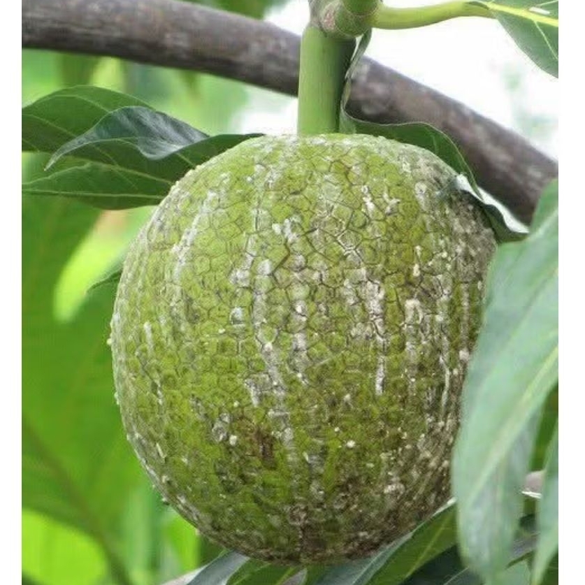 

Buah sukun mentah segar 2kg