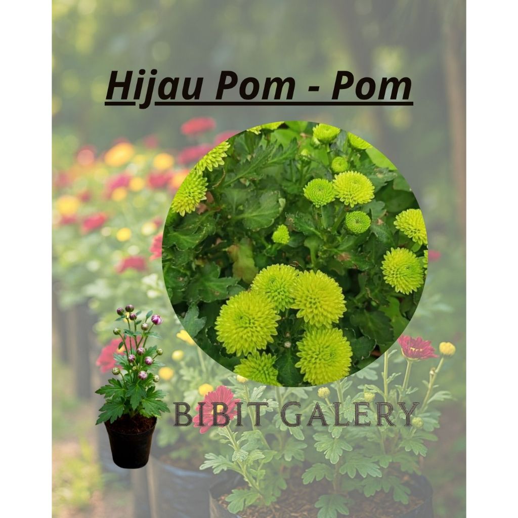 Tanaman hias Bunga Krisan Murah - Bunga Krisan Pollibag HIJAU POMPOM -Bibit Galery