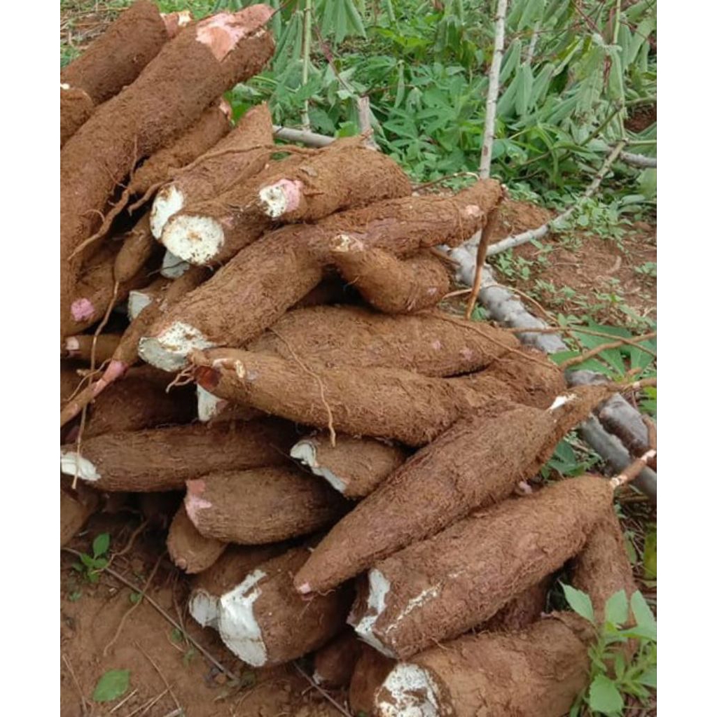 

singkong mentega ketela kuning 1kg rebus pulen kripik renyah