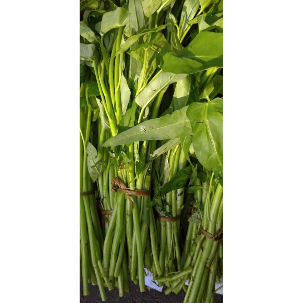 

Sayur Cahkangkung Kangkung segar perikat