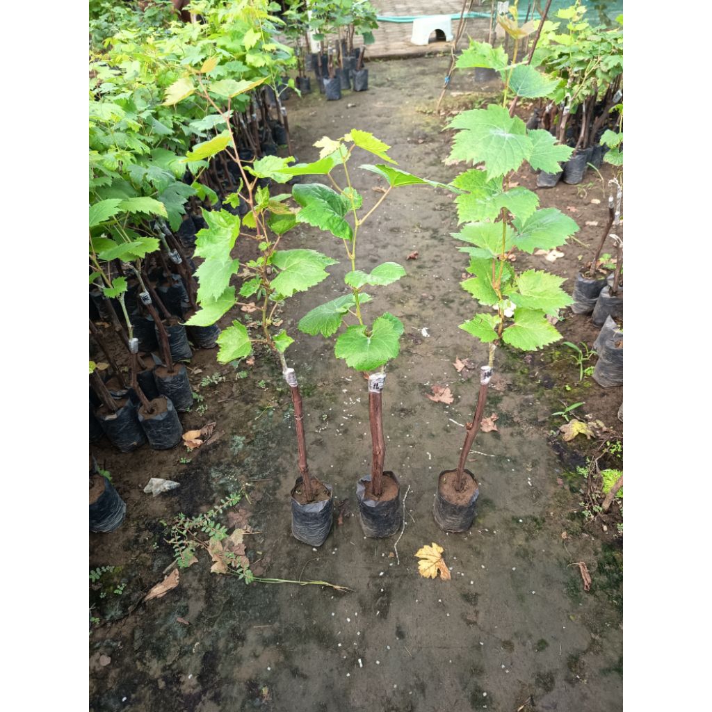 

bibit anggur jenis heliodor valid