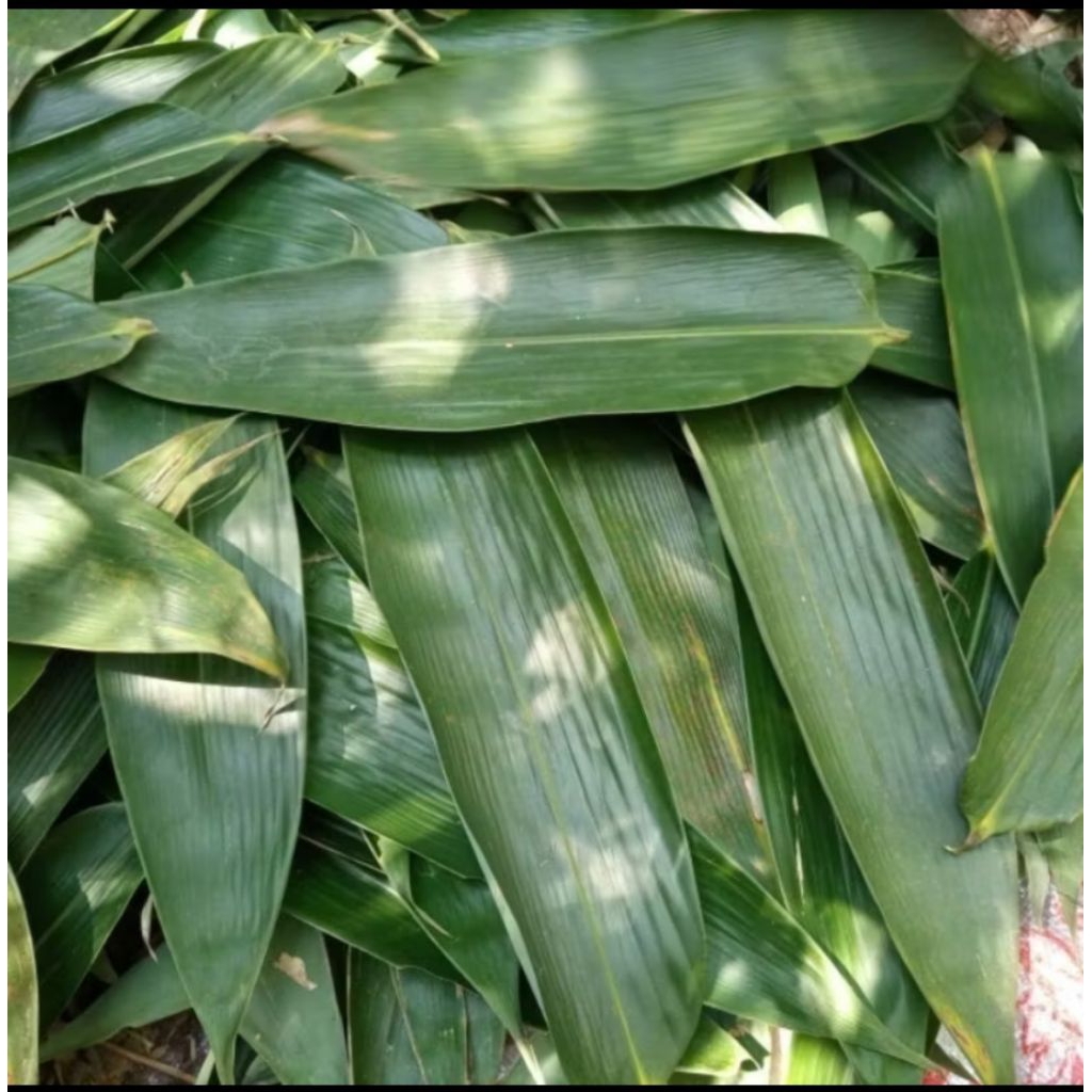 

Daun bambu segar 100 Lembar