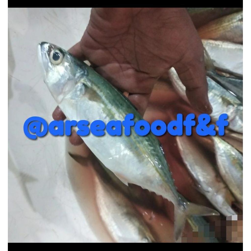

kembung banjar 1 kg