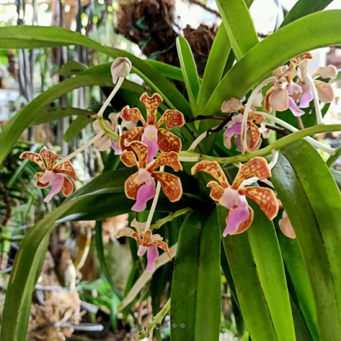 Anggrek Vanda Limbata Pantai