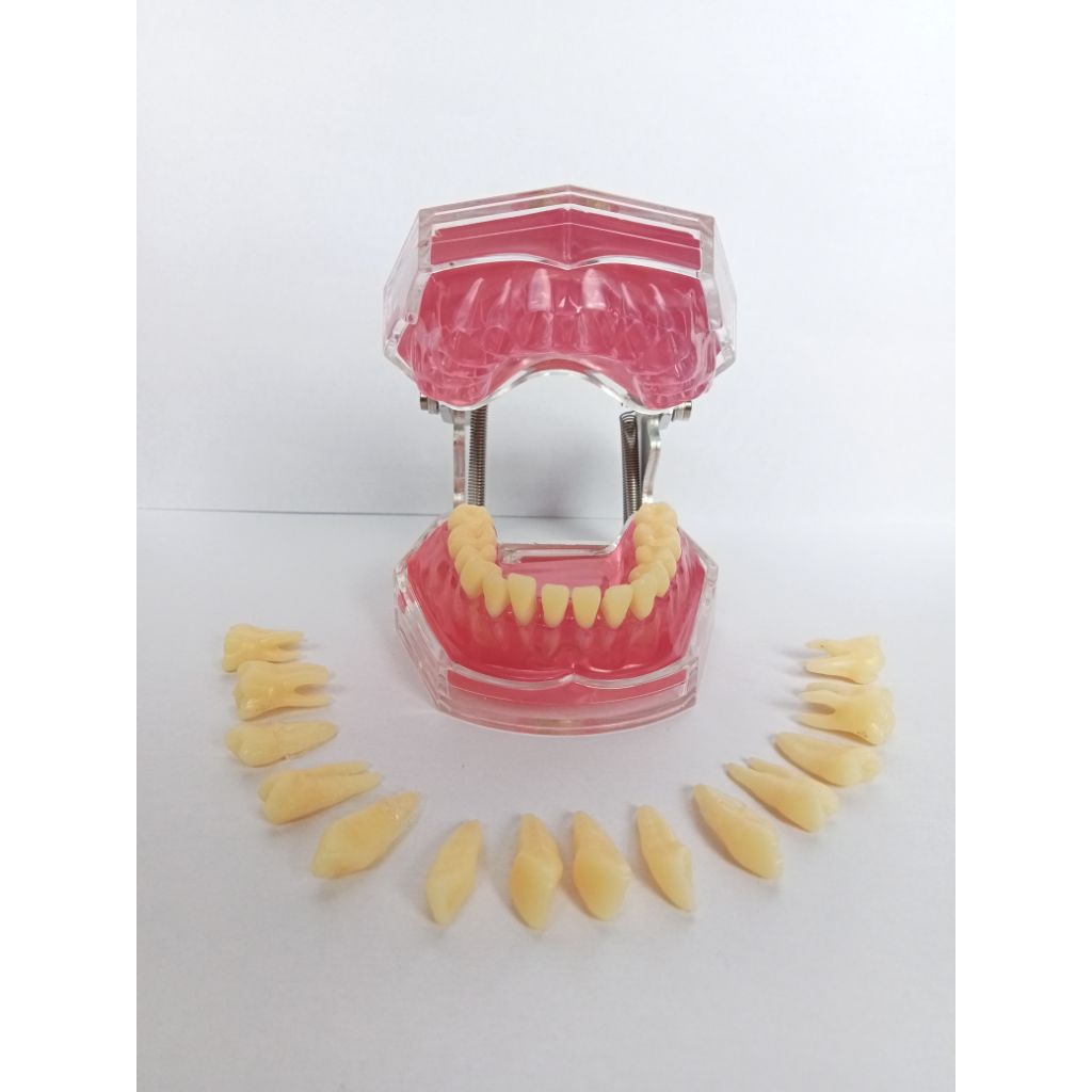 Dental Model Study Studi Gigi Lepasan Phantom Pantum Gigi Lepas Pasang FULL REMOVABLE 28 gigi