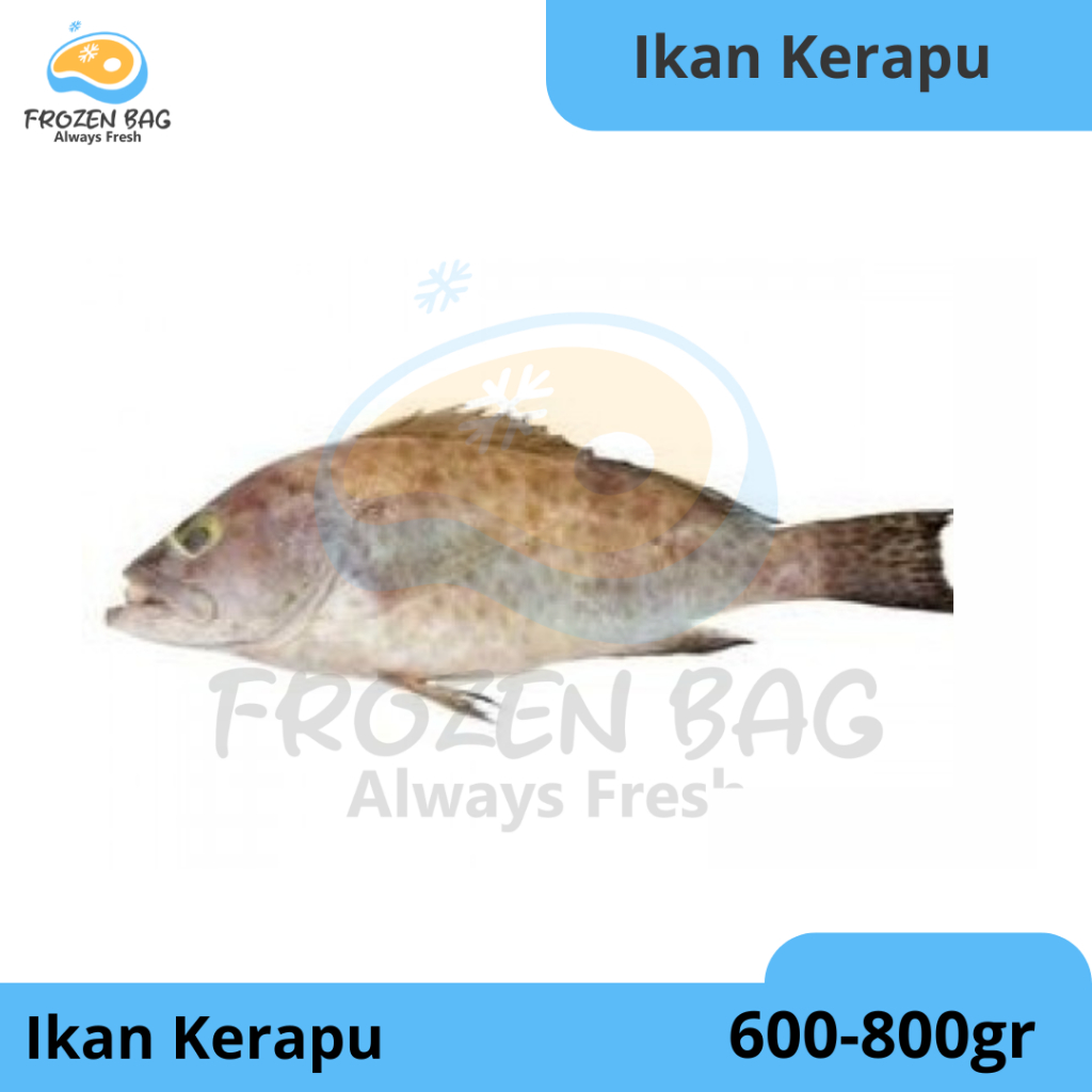 

Frozen Bag - Ikan Kerapu Per Ekor ( 600gr- 800gr) Frozen Food Fresh