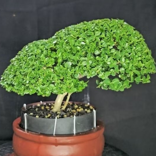 Bonsai sancang Mame (Rimbun dan siap pajang)