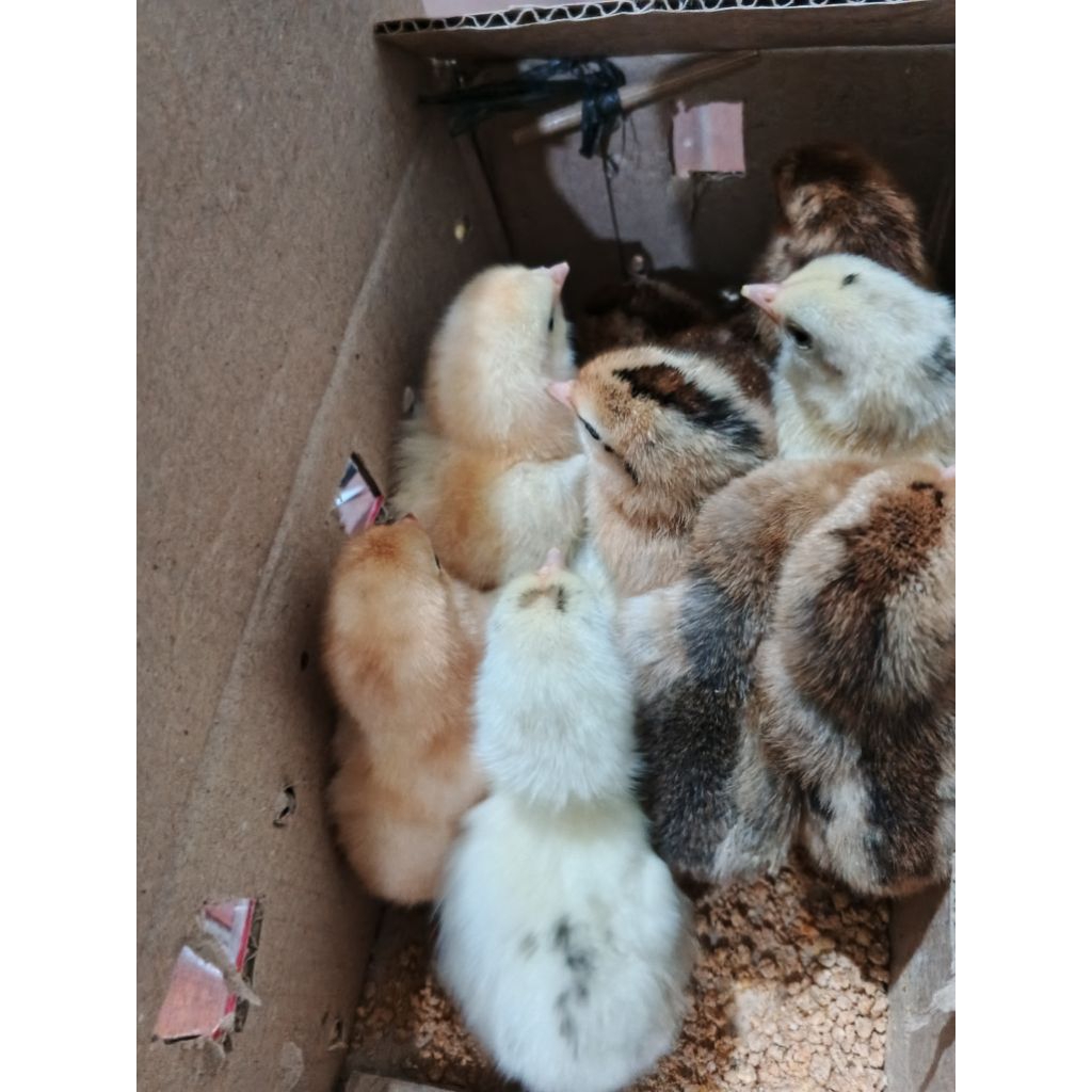 DOC Anak Ayam KUB Usia 2-7 hari