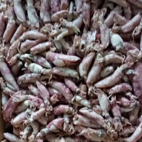 

Cumi Sotong Rebus 1 Kg