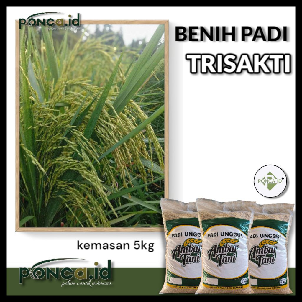 benih padi trisakti 5kg original