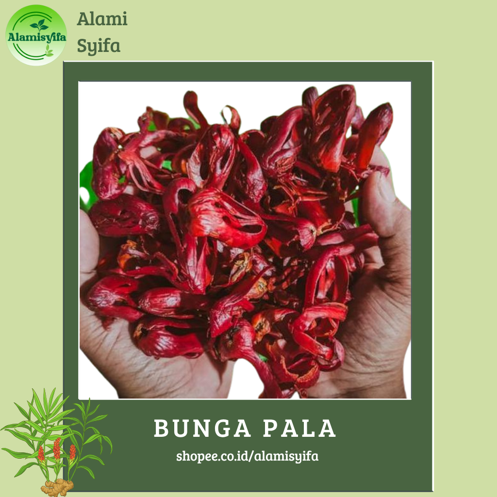 

Bunga Pala Kembang Pala Fuli Sempra Kering 25 gram Rempah Nusantara Premium Quality