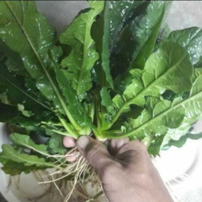 

Sido Hasil - 25 Lembar Daun Tapak Liman