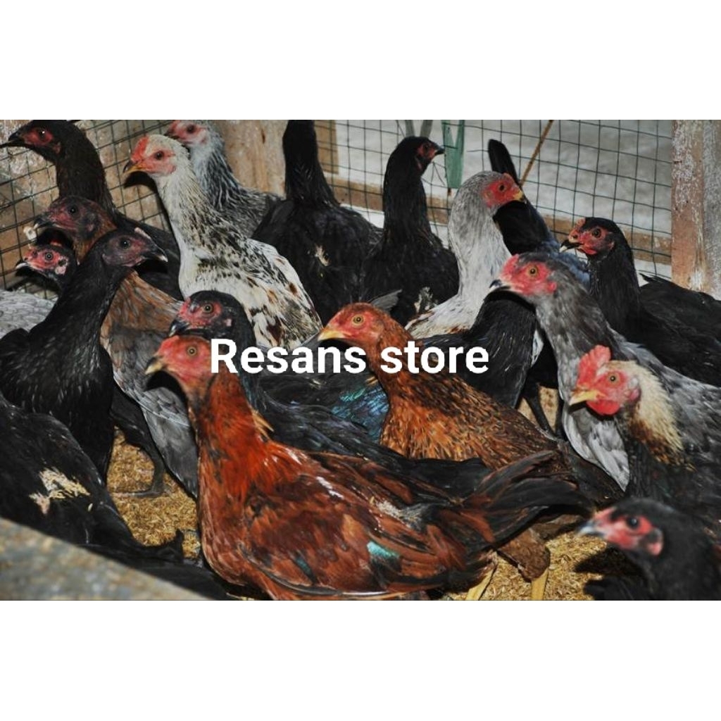 

Ayam kampung super (hidup)