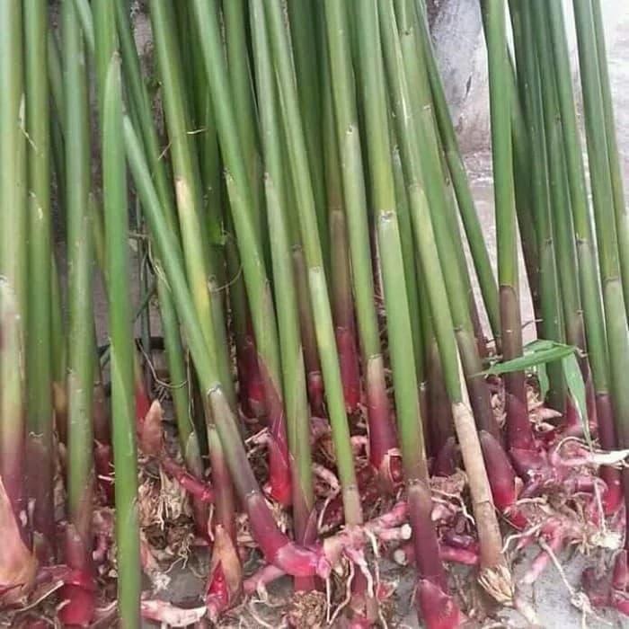 BELI 10 GRATIS 2 PCS BIBIT KAPULAGA HIBRIDA DAN LOKAL