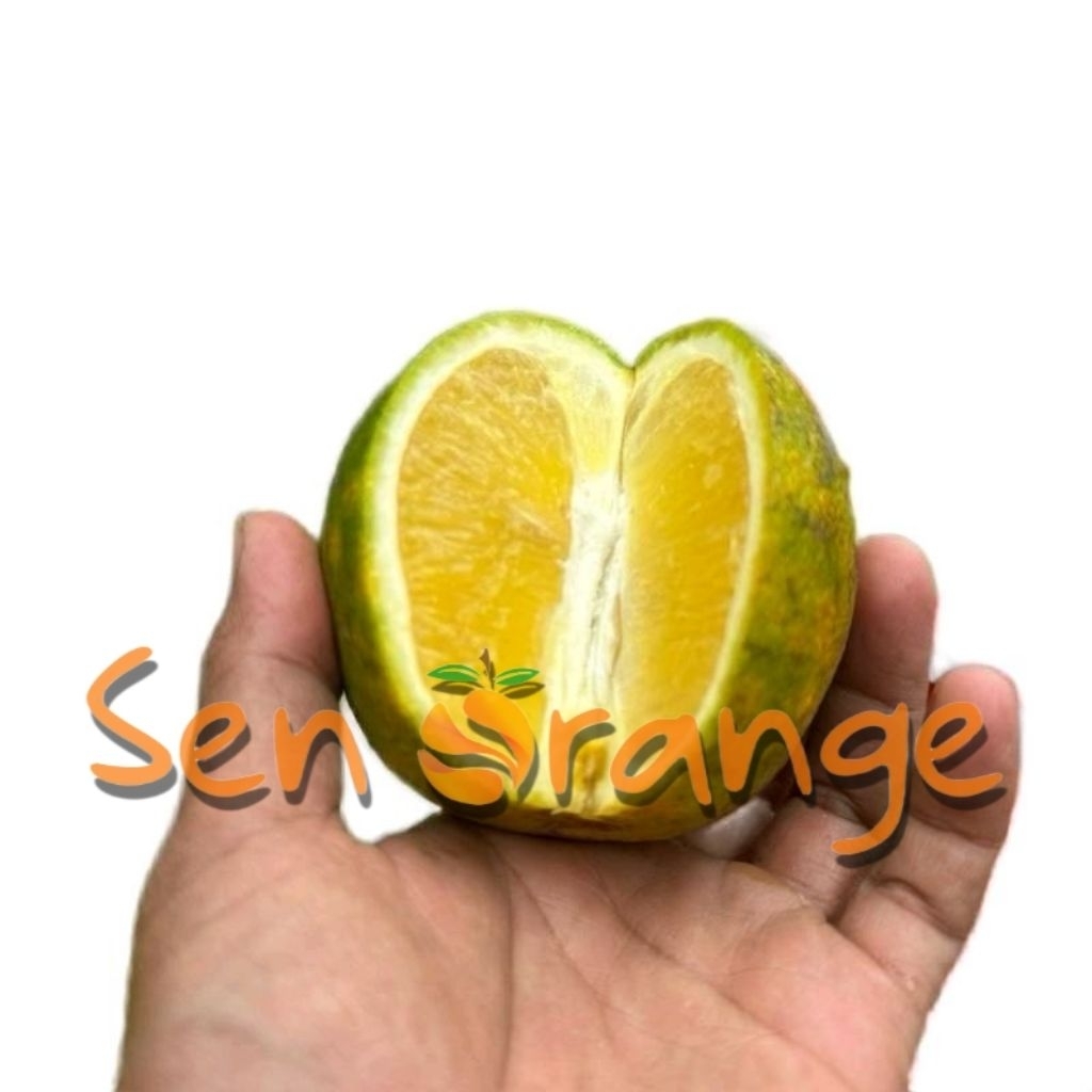 

JERUK BABY JAVA DAU MALANG