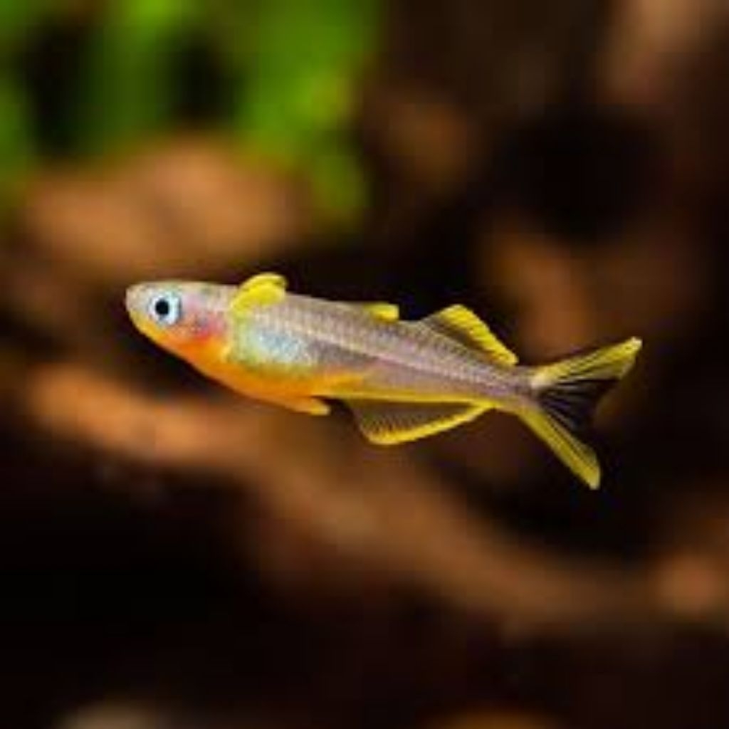 hiasan aquarium pseudomugil furcatus