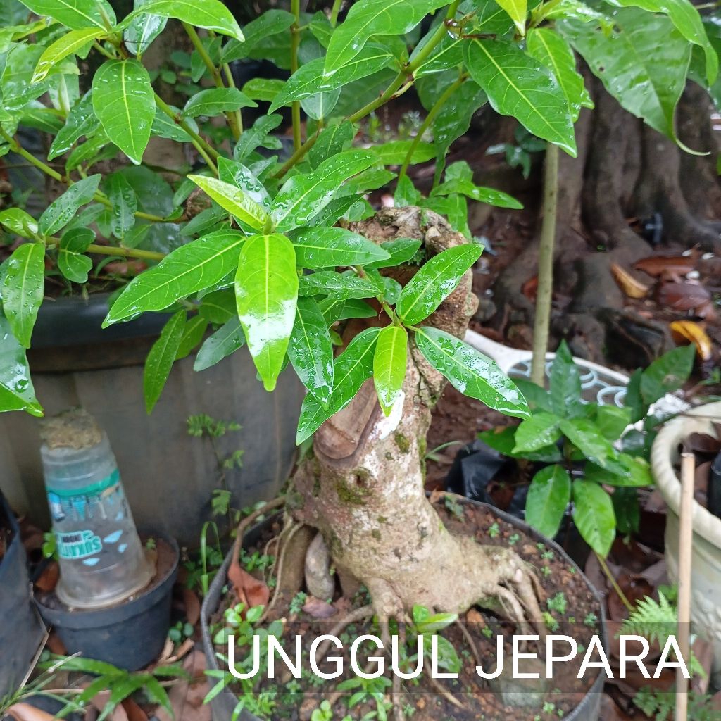 BONSAI LOA SUPER JUMBO