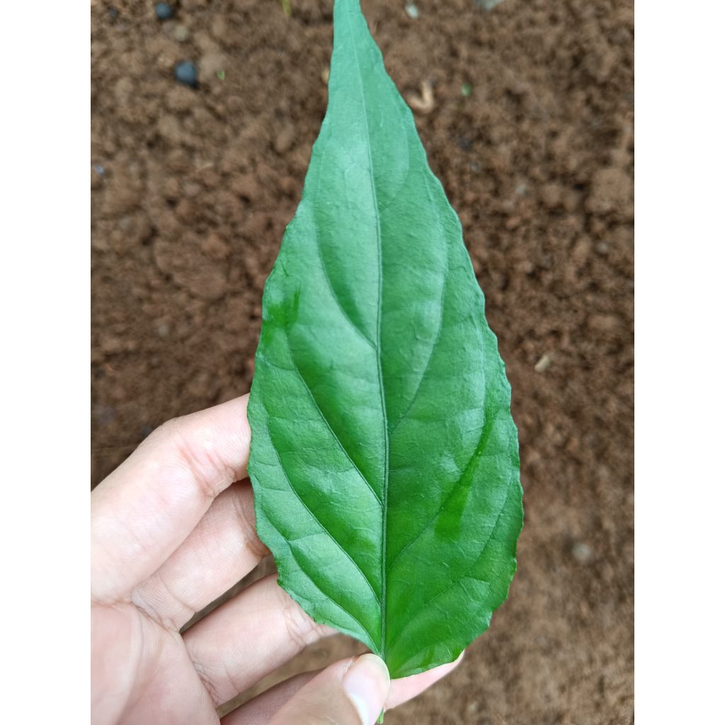 

Daun dandang gendis/belalai gajah/kalingsir per 100 lembar