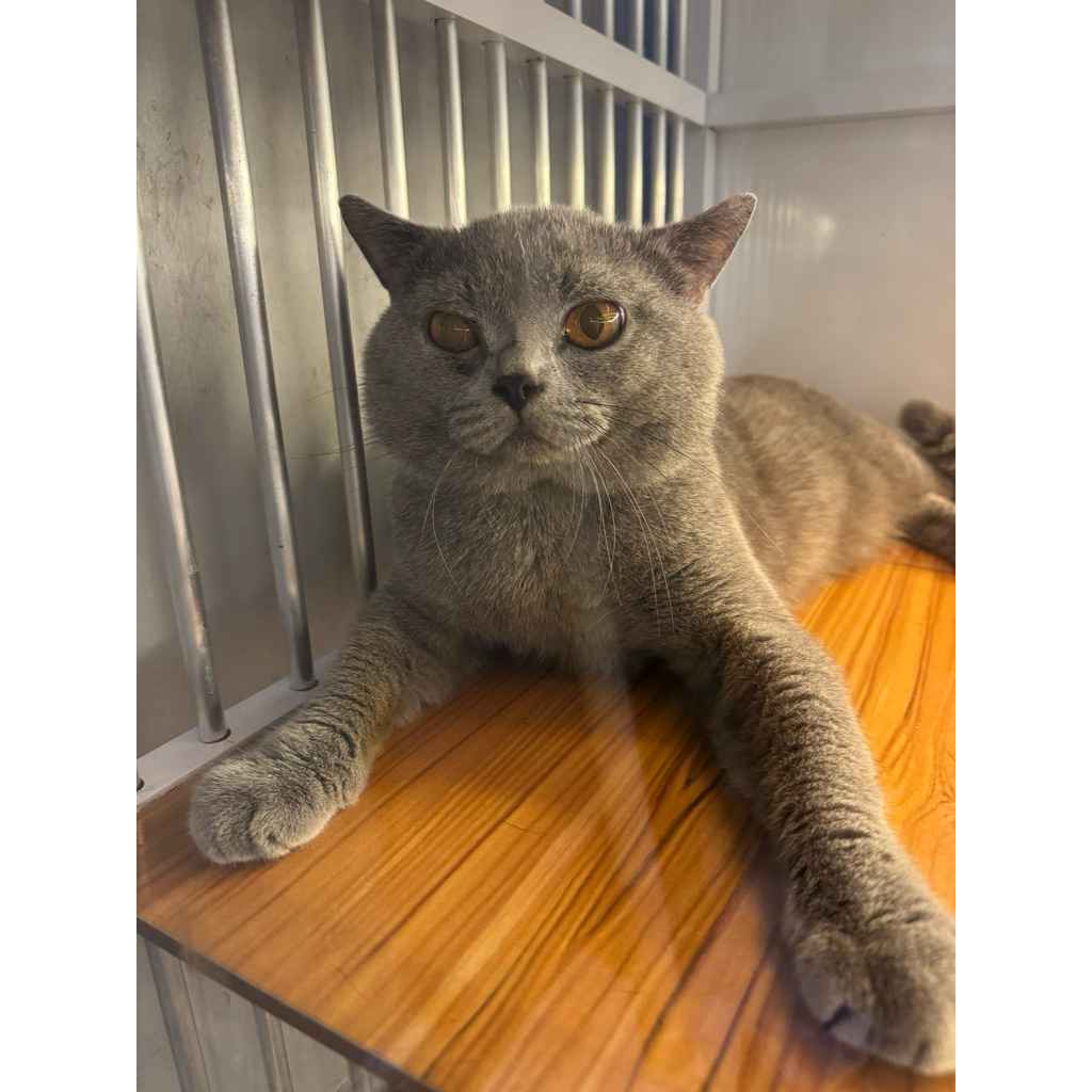 Jasa Pacak Kucing BSH Pedigree