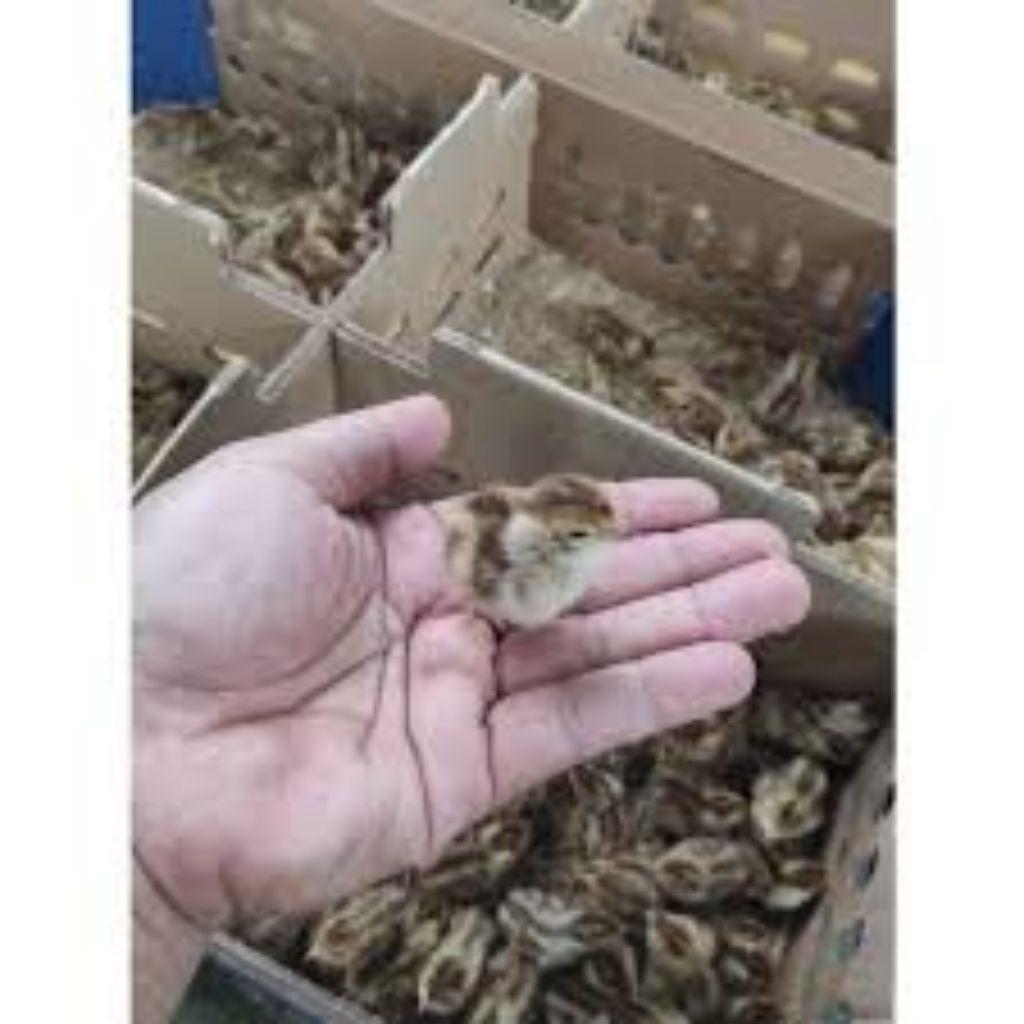 DOQ BURUNG PUYUH BETINA PER BOX ISI 200