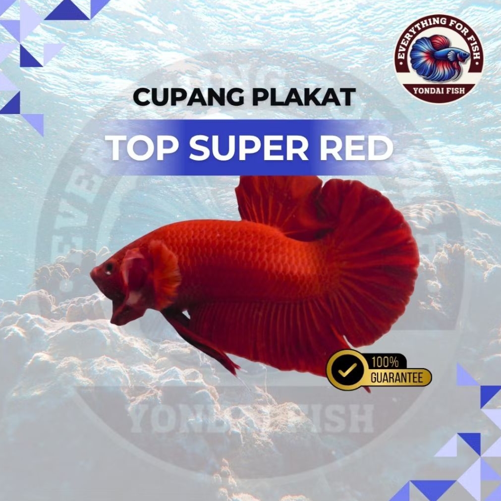 [TOP] Cupang Super Red | TOP GRADE | SUPER RED | NEW