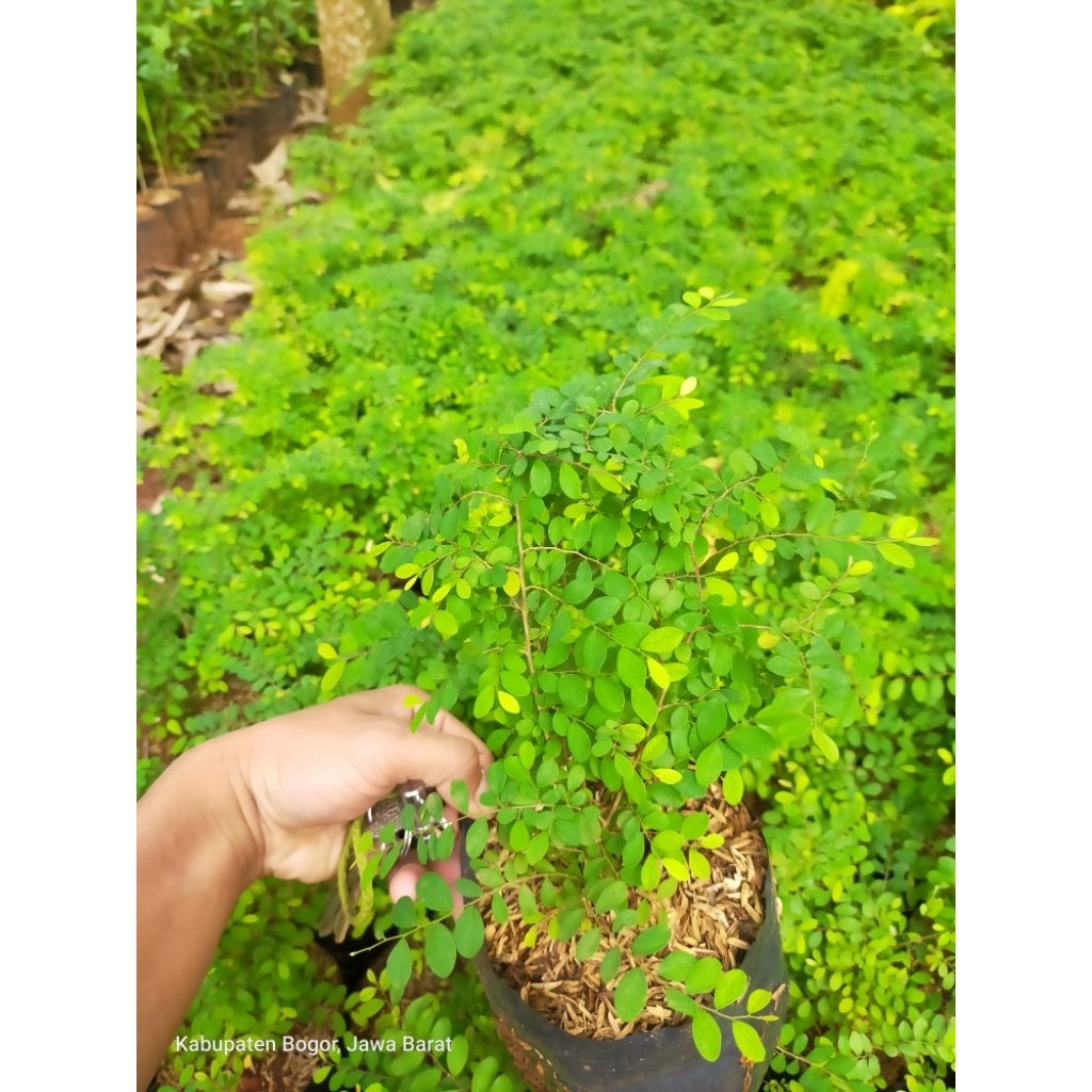 Tanaman hias ekor merak juntai tanaman ekor merak