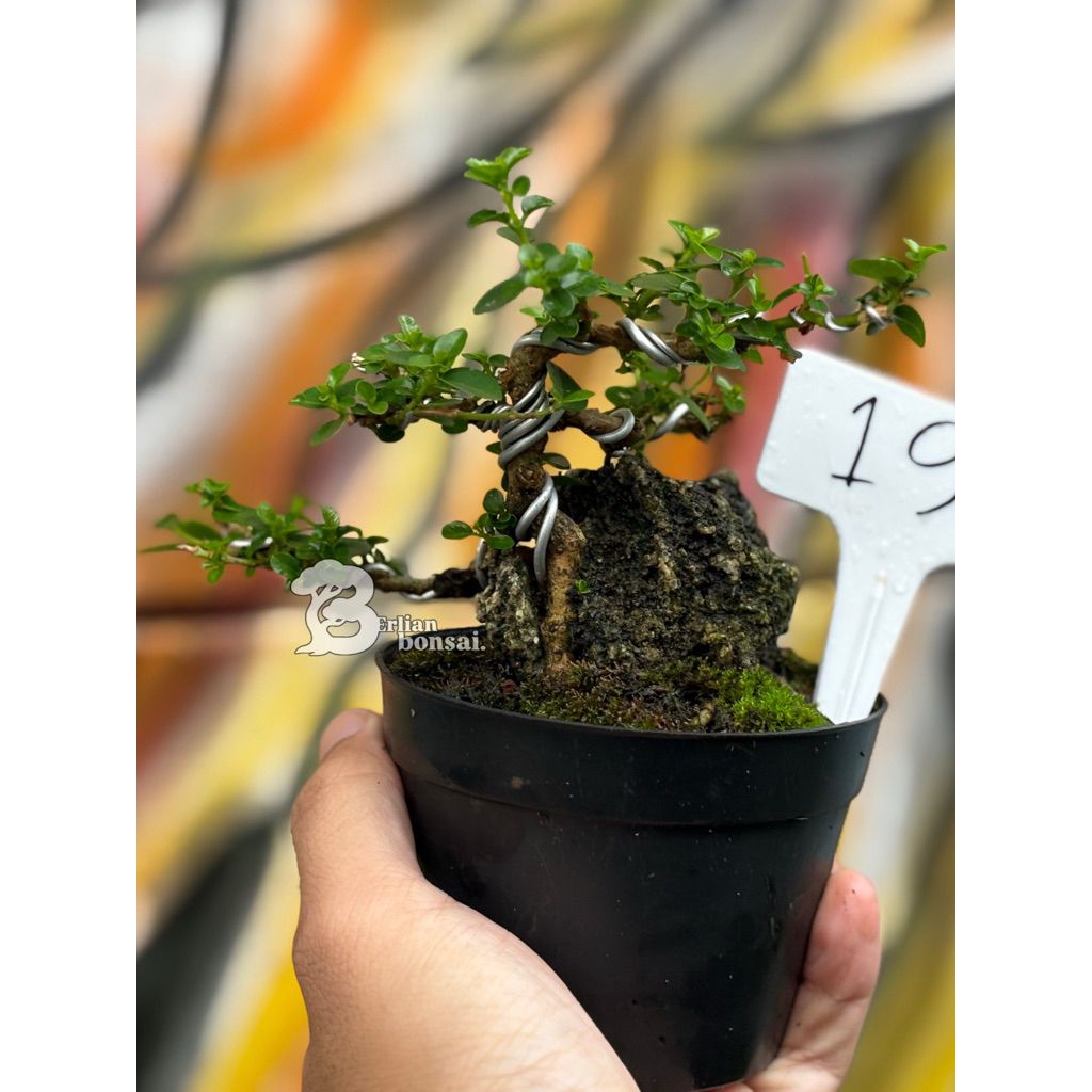 bonsai sancang shito