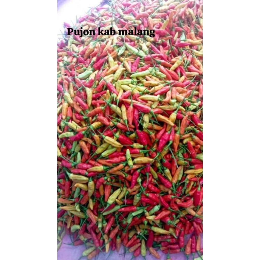 

cabe rawit super murah