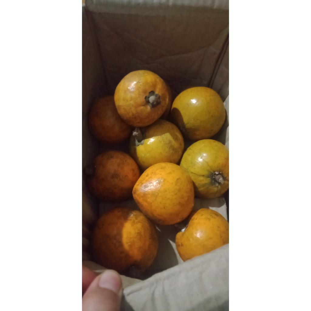 

Buah Alkesa / Sawo Mentega 1kg Fresh