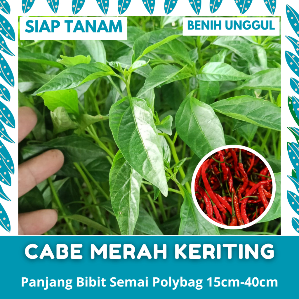 BENIH SEMAI: 25 BATANG BIBIT CABE MERAH KERITING PANJANG SIAP TANAM