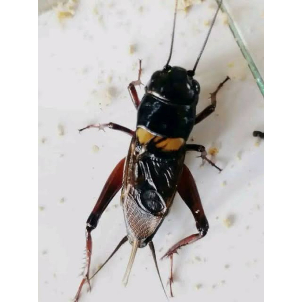 JANGKRIK GENGGONG/KALUNG ADUAN