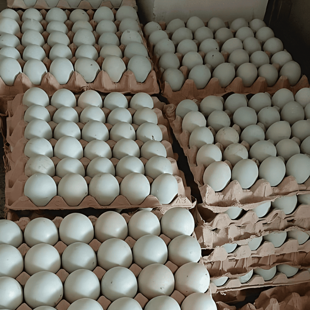 

Telur Bebek Fress Dari Kandang