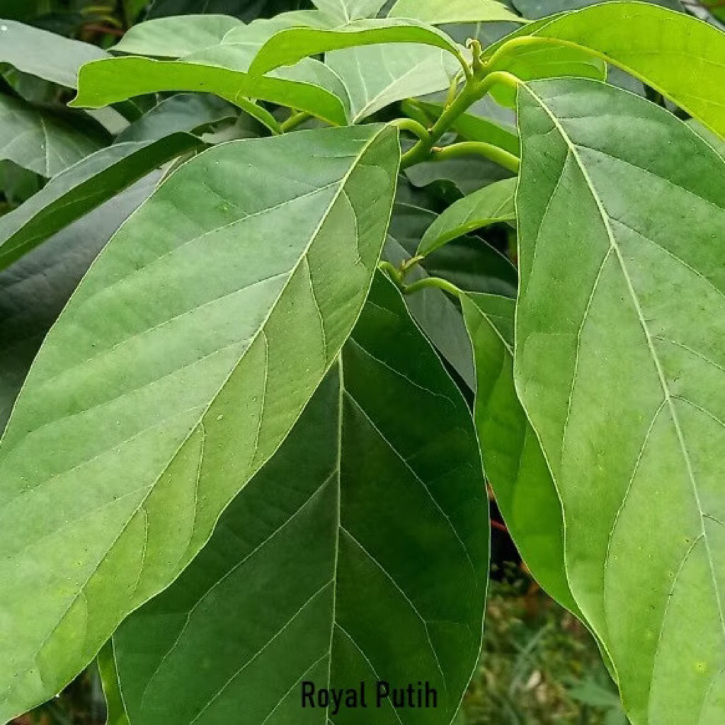 

Daun Alpukat Segar 20 lembar