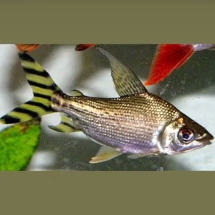 ikan yellow fei feng tankmate predator