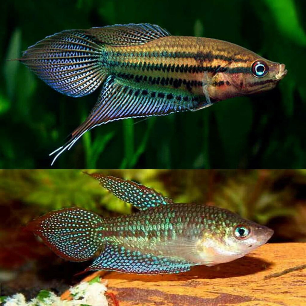 sepasang indukan ikan cupang rawa Trichopsis Vittata Croaking Gourami dewasa