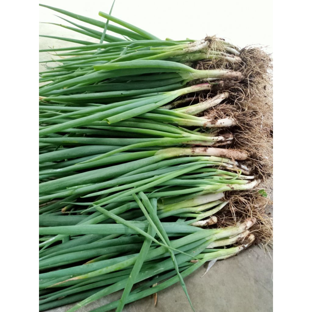 

Bawang.daun.per.1.kg