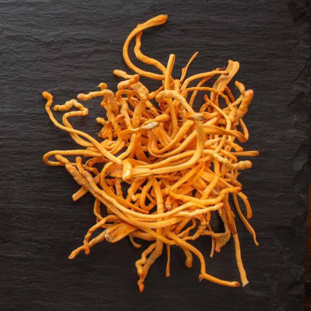 

Cordyceps Militaris / Cordyceps Flower / Jamur Bunga Cordyceps / Cong Cao Hua (虫草花)